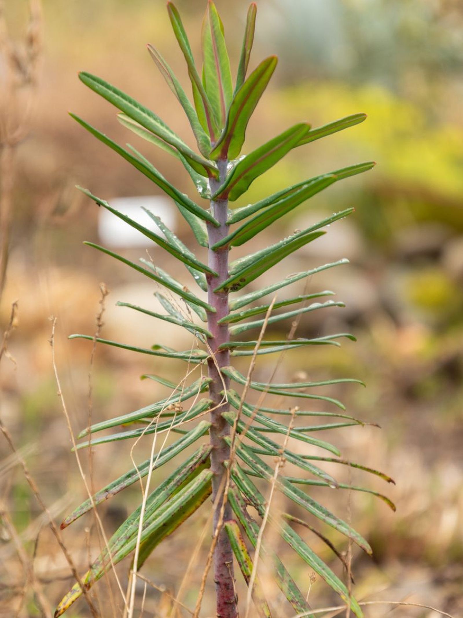 Euphorbia lathyris planta antitopos Euphorbia lathyris planta antitopos