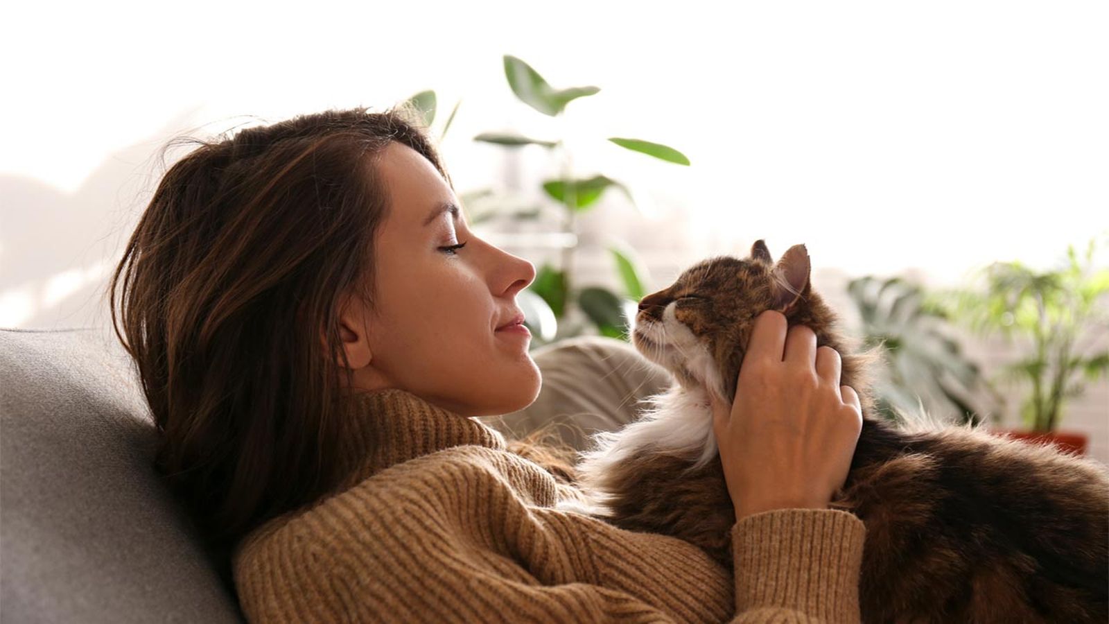 tu gato te reconoce