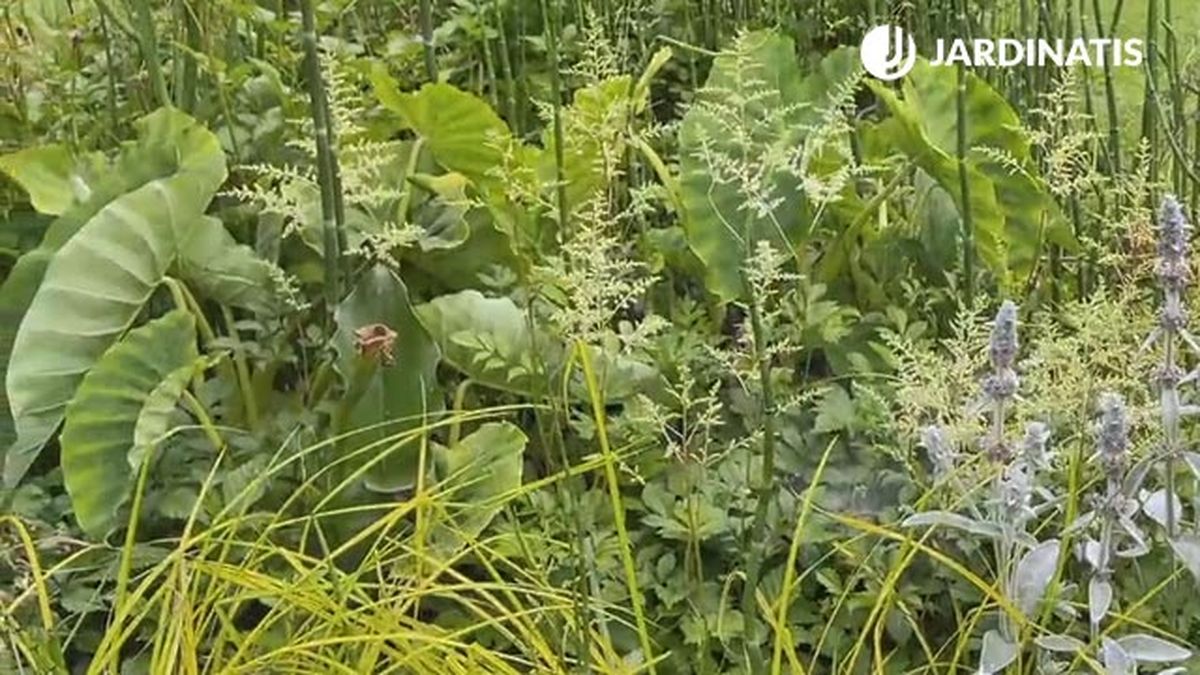 orejas de elefante en el estanque jardin lurgarden jardinatis