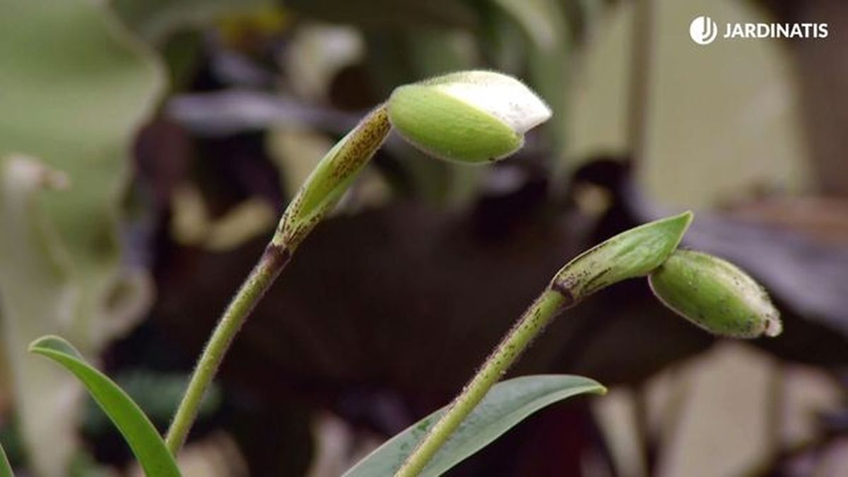 deco 681 orquideas invierno capullos paphiopedilum