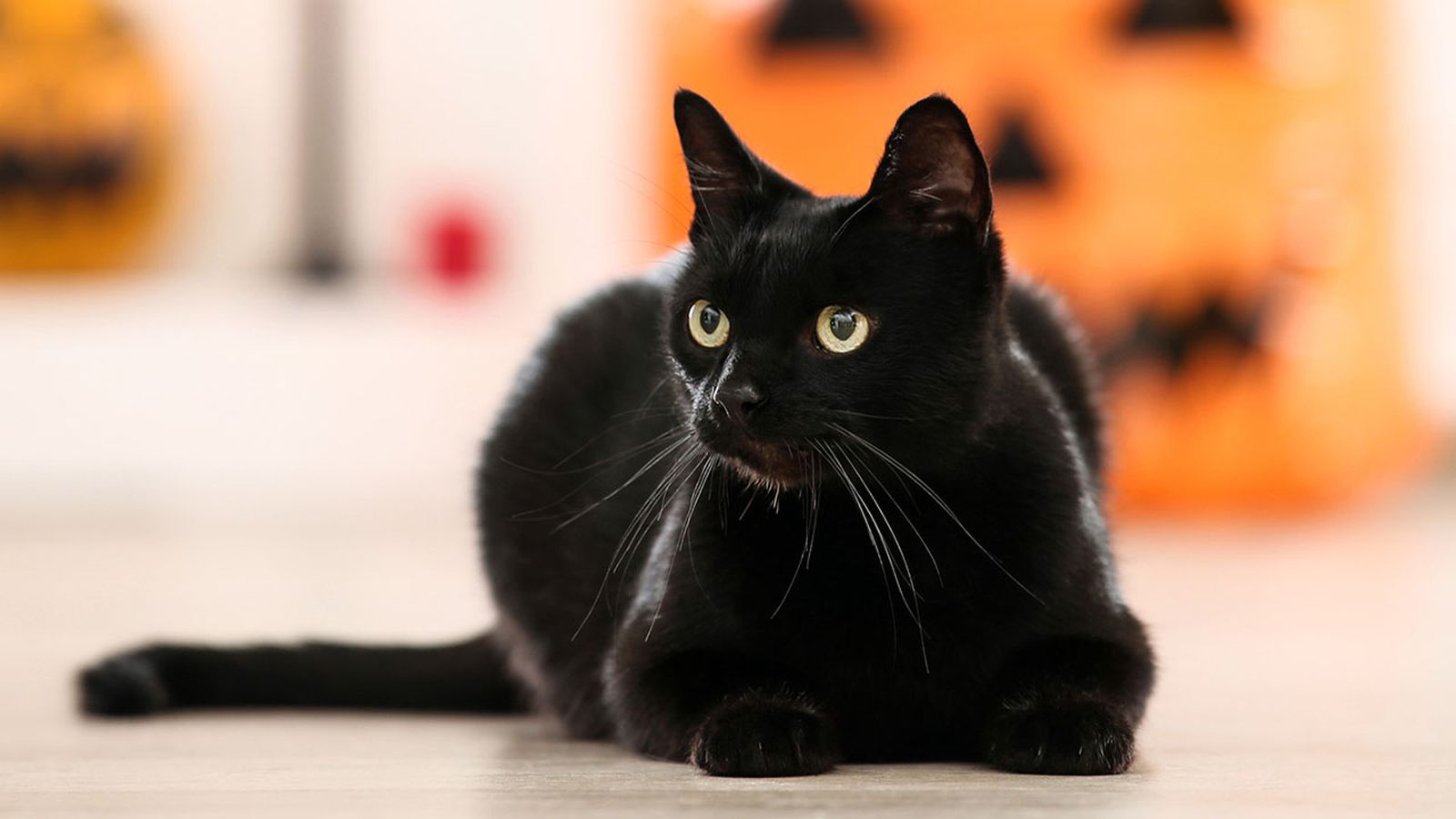 adopcion gatos negros octubre portada