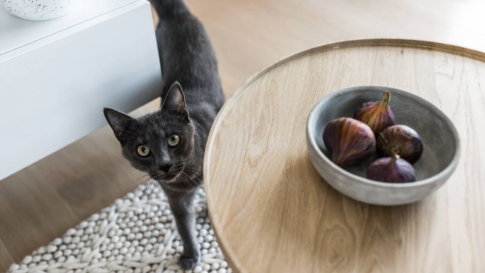 perros gatos pueden comer higos