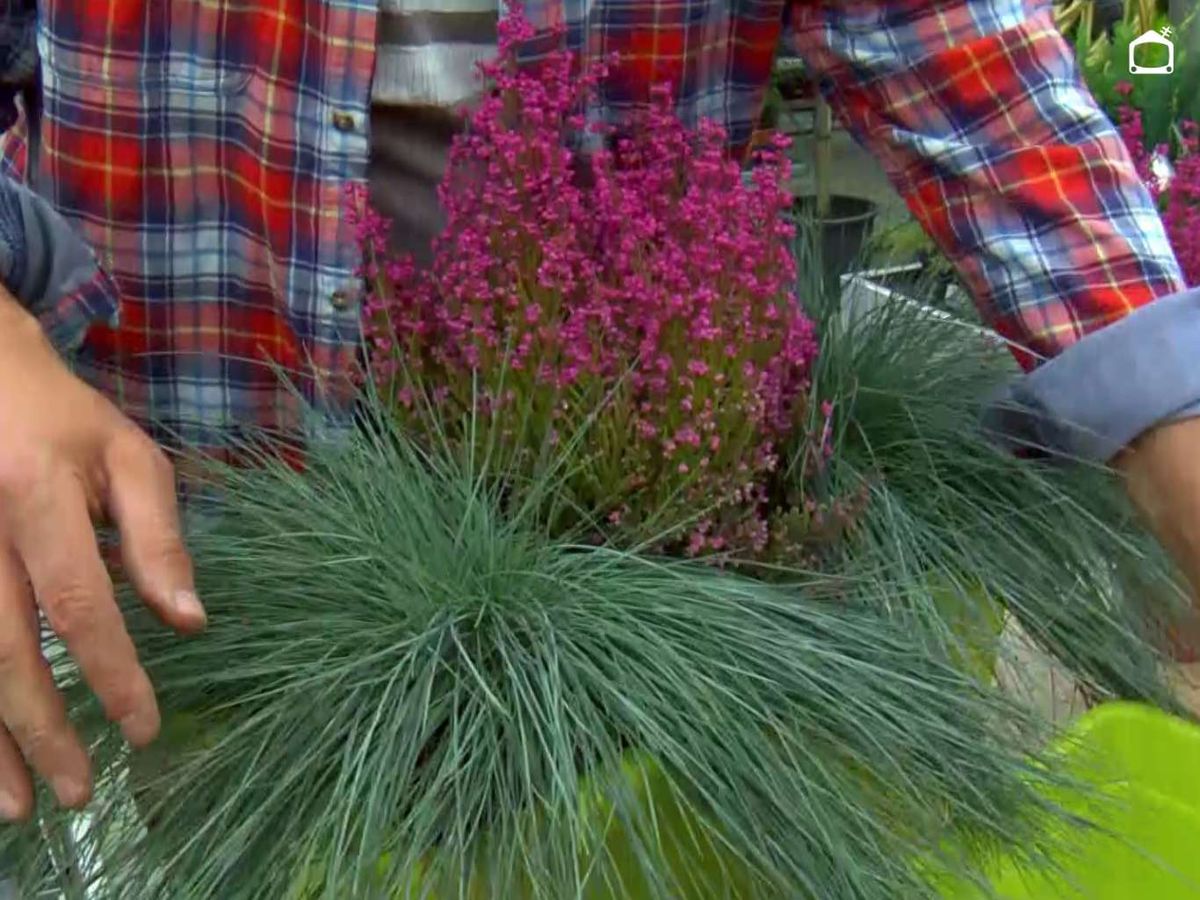Composiciones florales con brezo y gramíneas