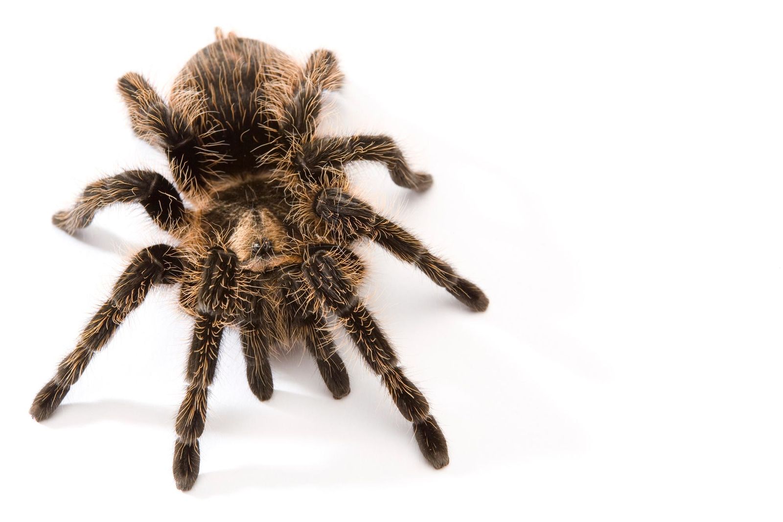 tarantula xl