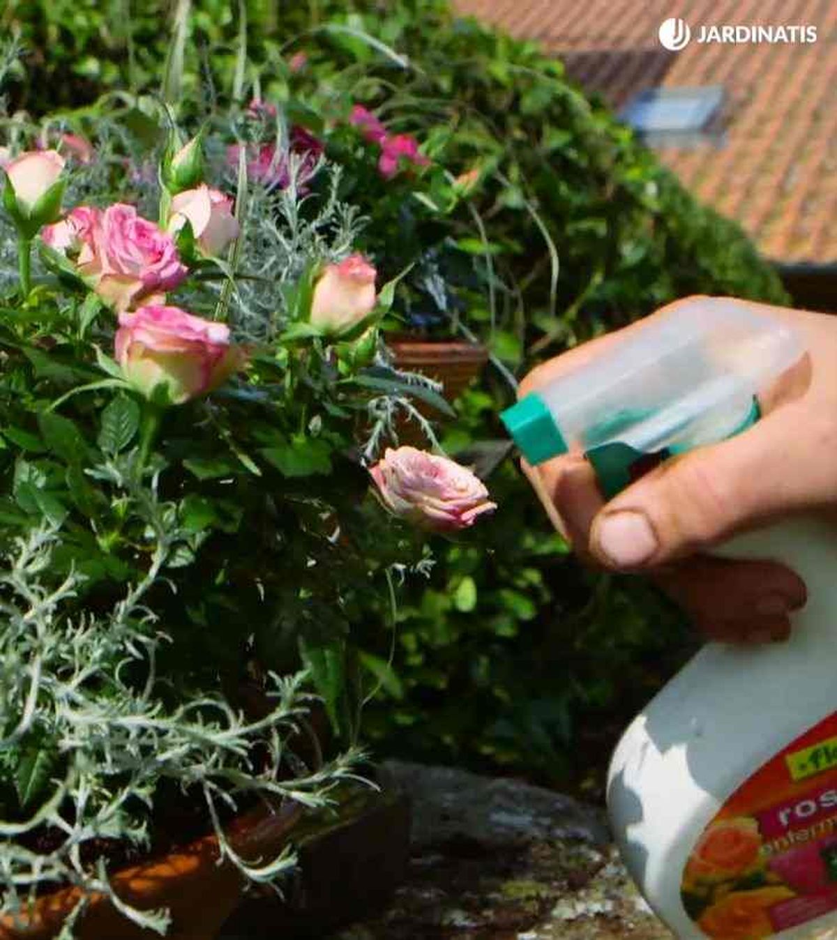 fungicida en hojas rosal mini pitimini brico 908