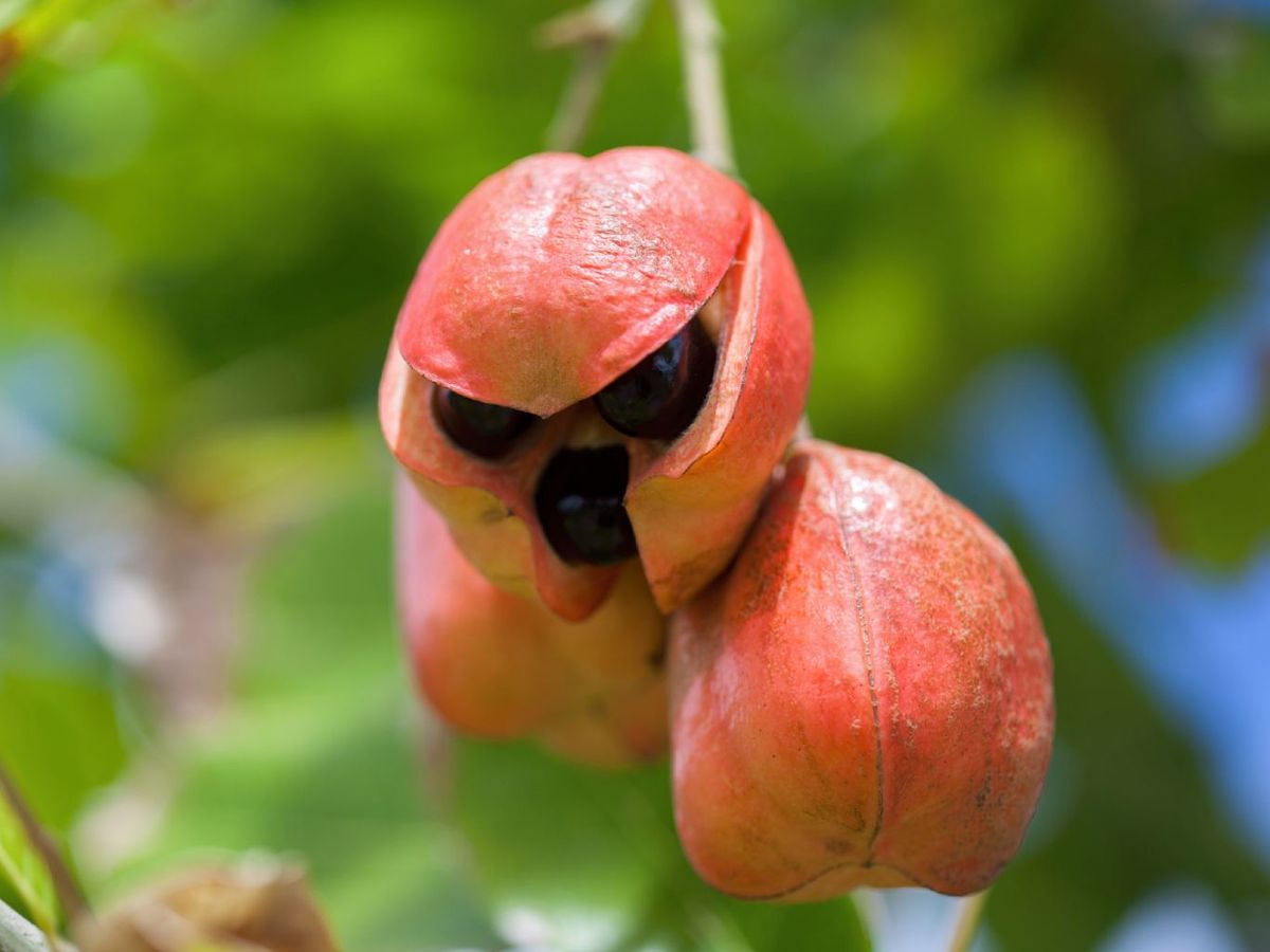 Ackee, la fruta nacional de jamaica