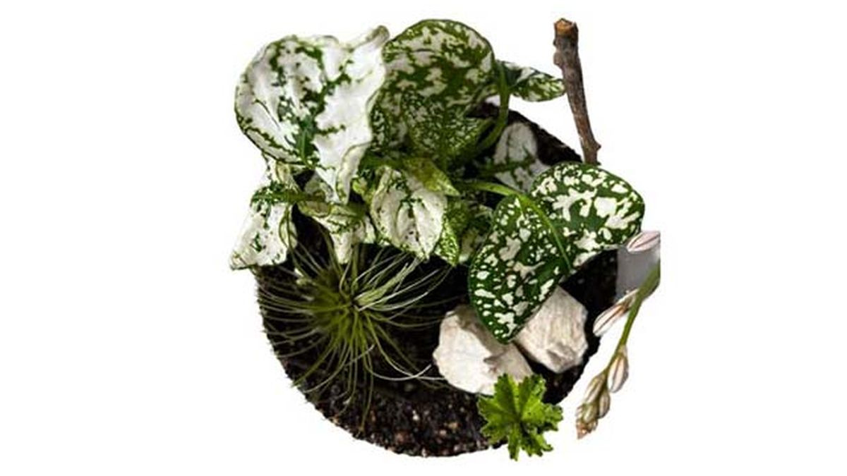 plantas de los jardines eternos