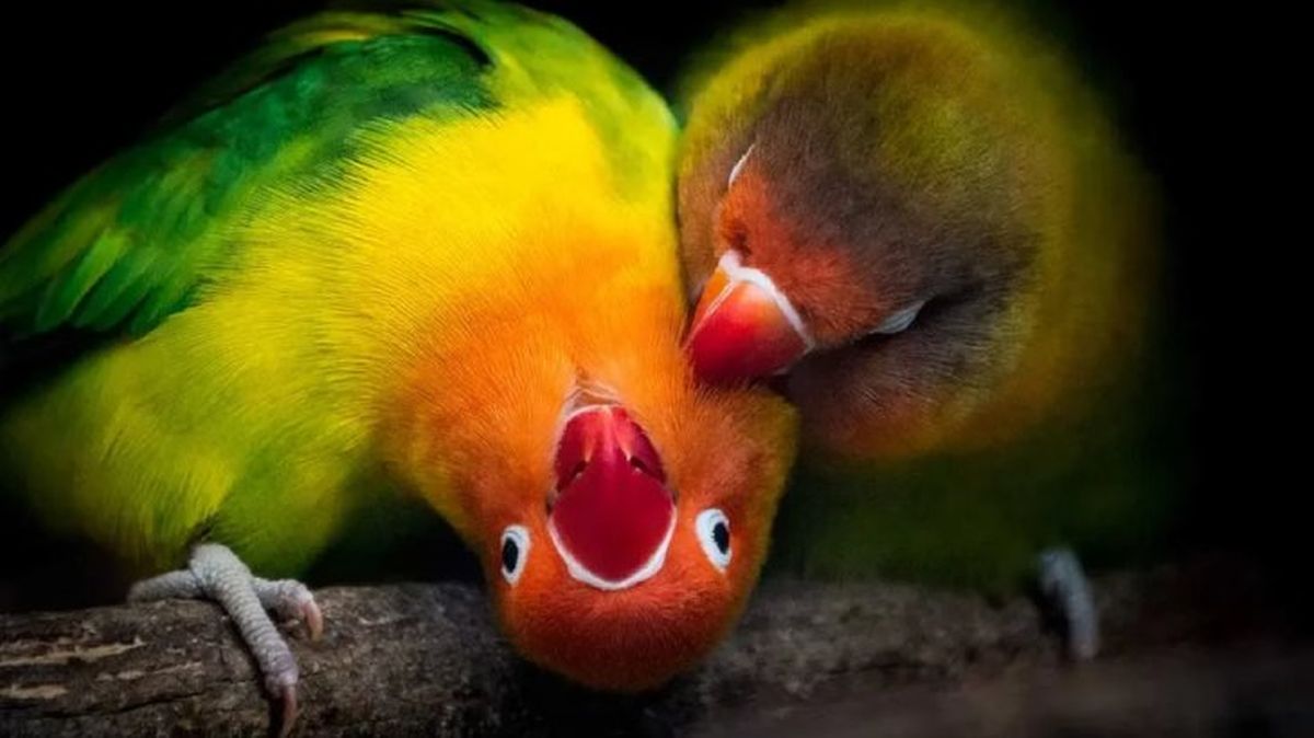 animales prohibidos como mascotas 8