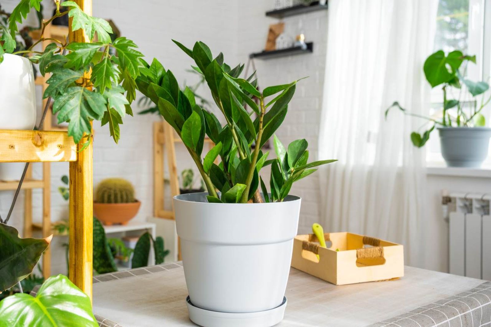 Planta zamioculca.