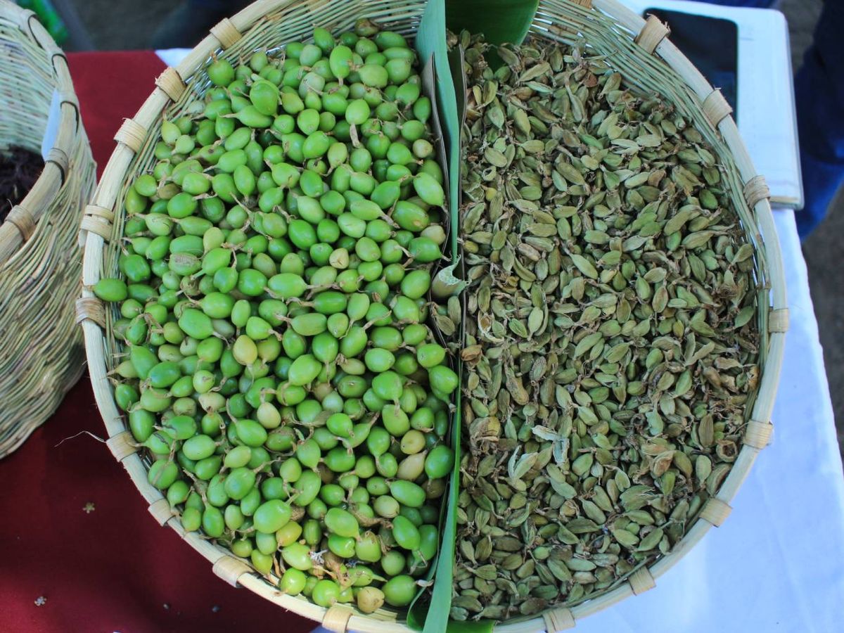 Guatemala es líder en la  exportación de cardamomo.