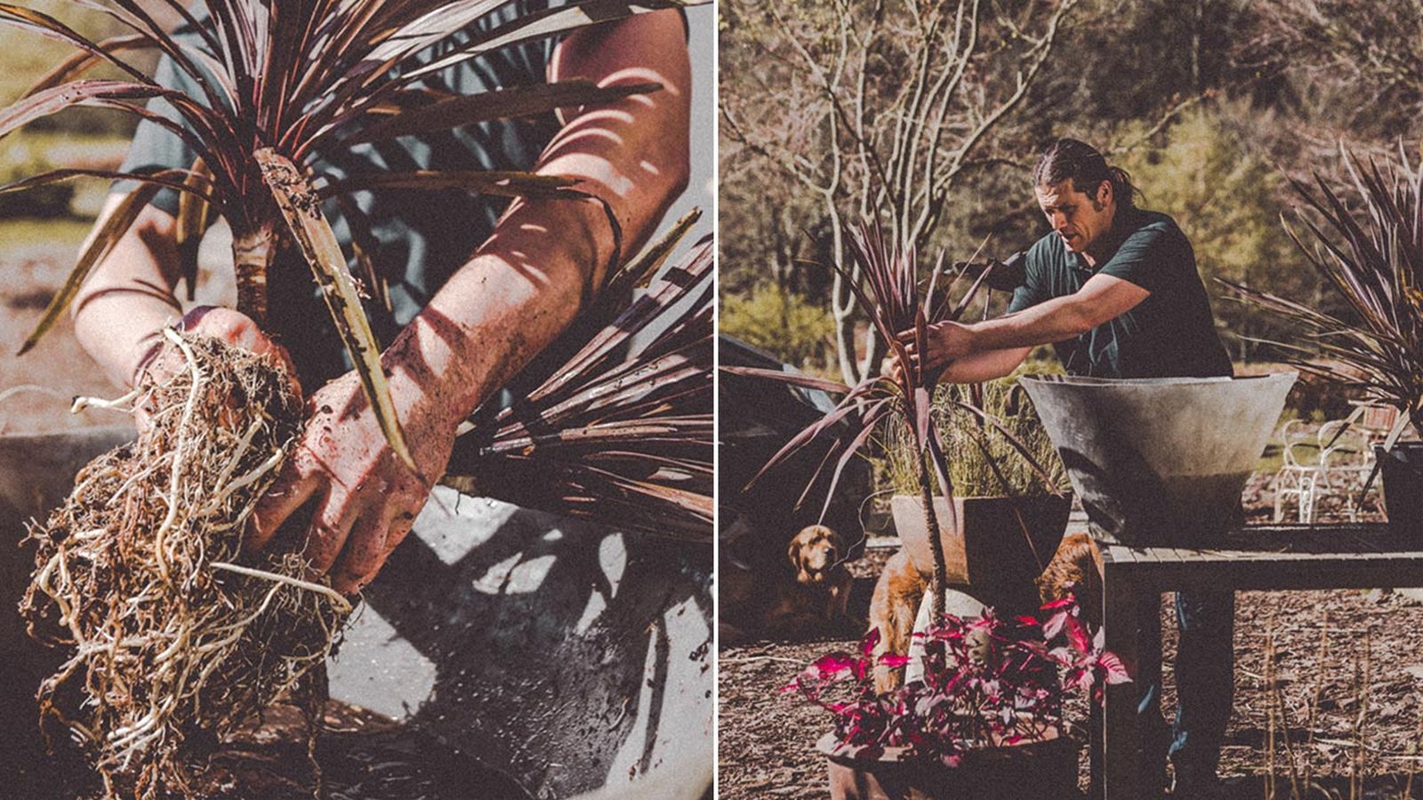 brico 1029 jardin como dividir mata cordyline danar raices xl
