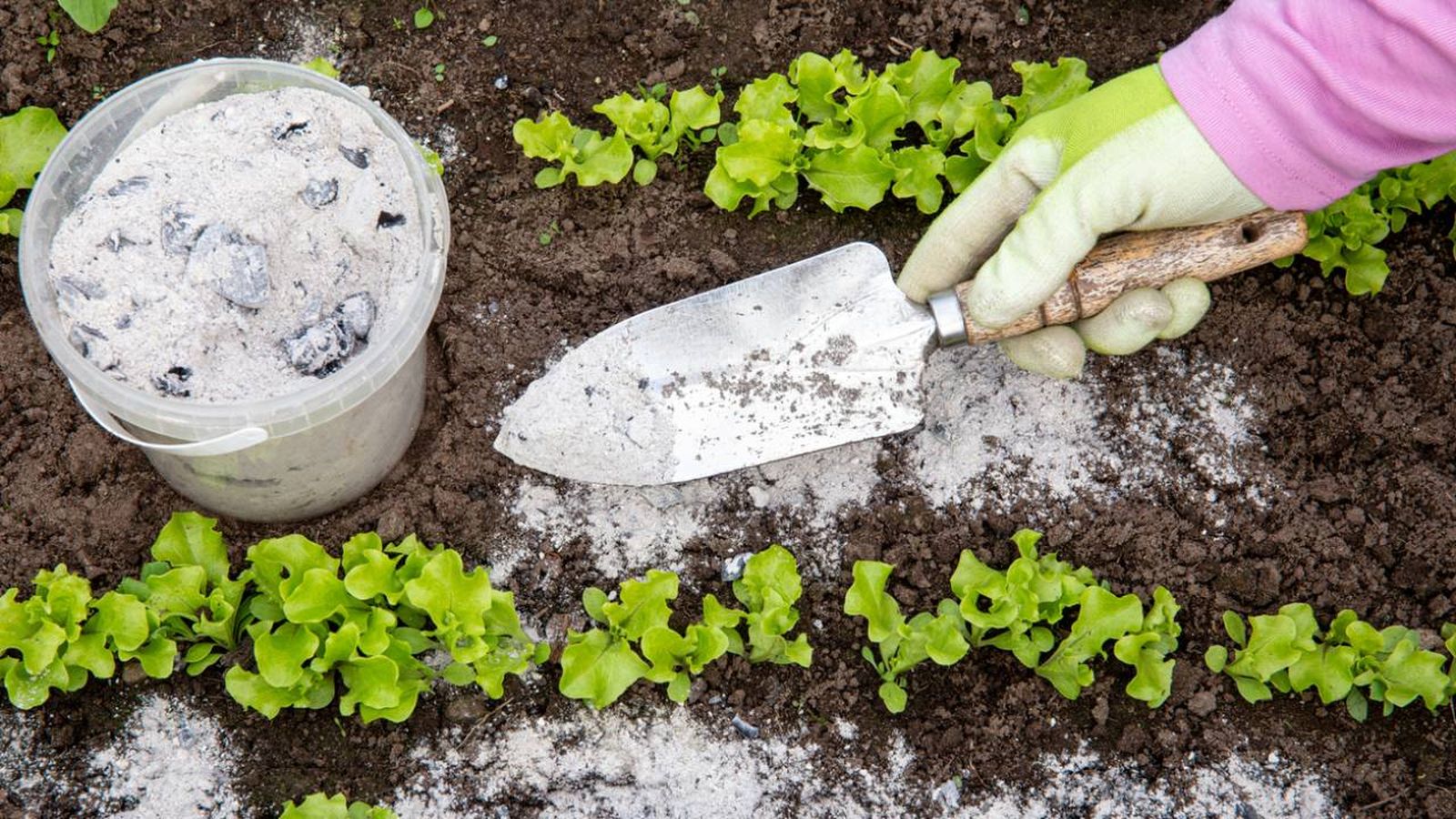 usos ceniza en plantas del jardin