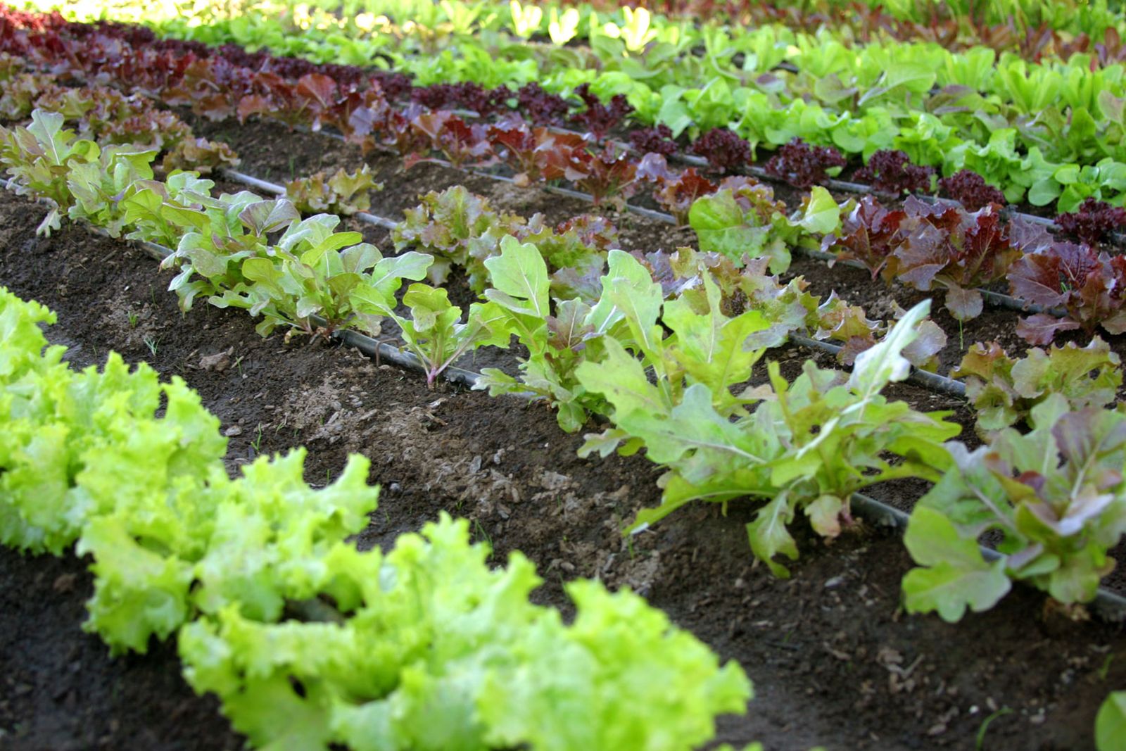 El huerto en otoño de jardinería