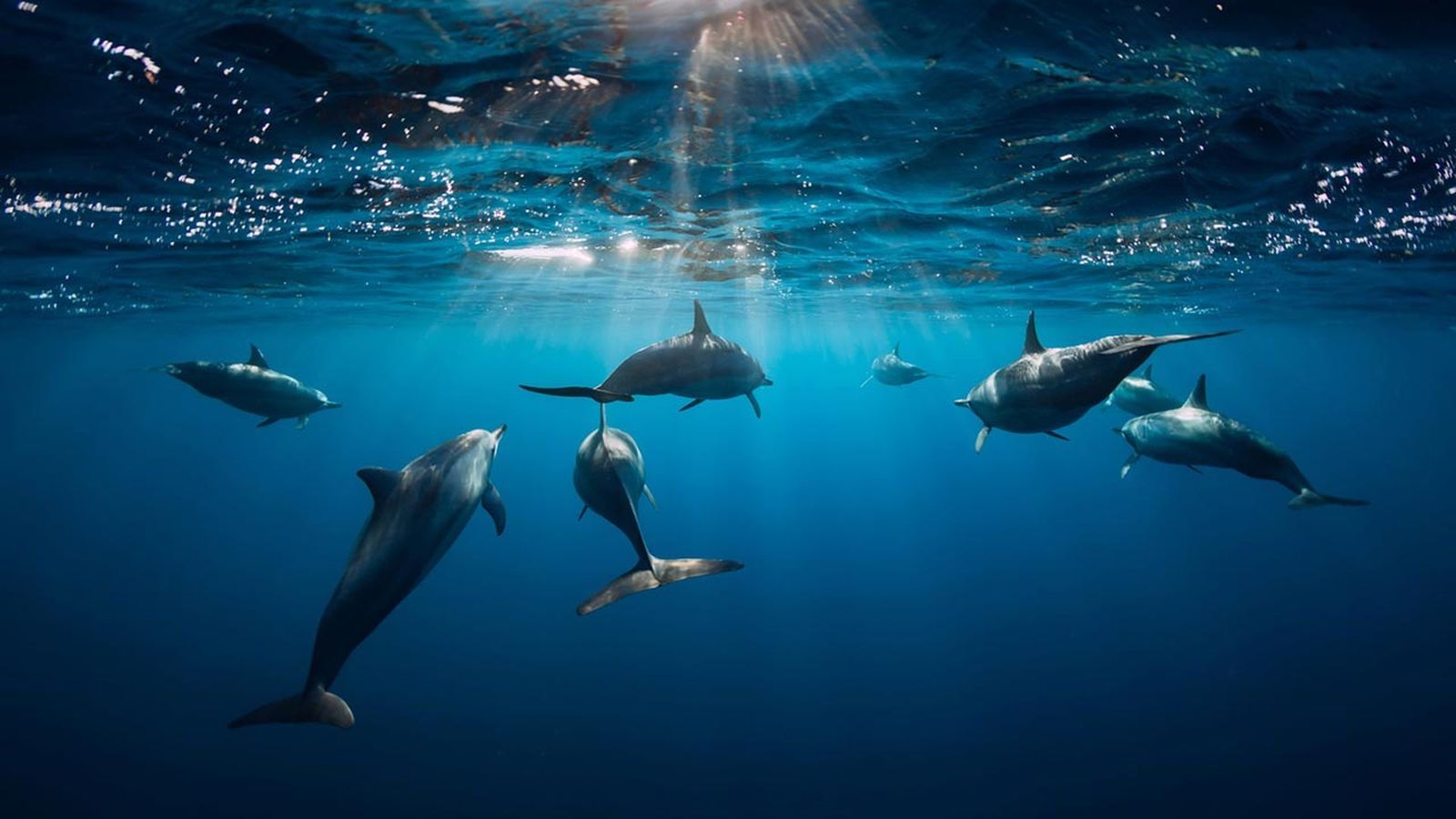 curiosidades de los delfines