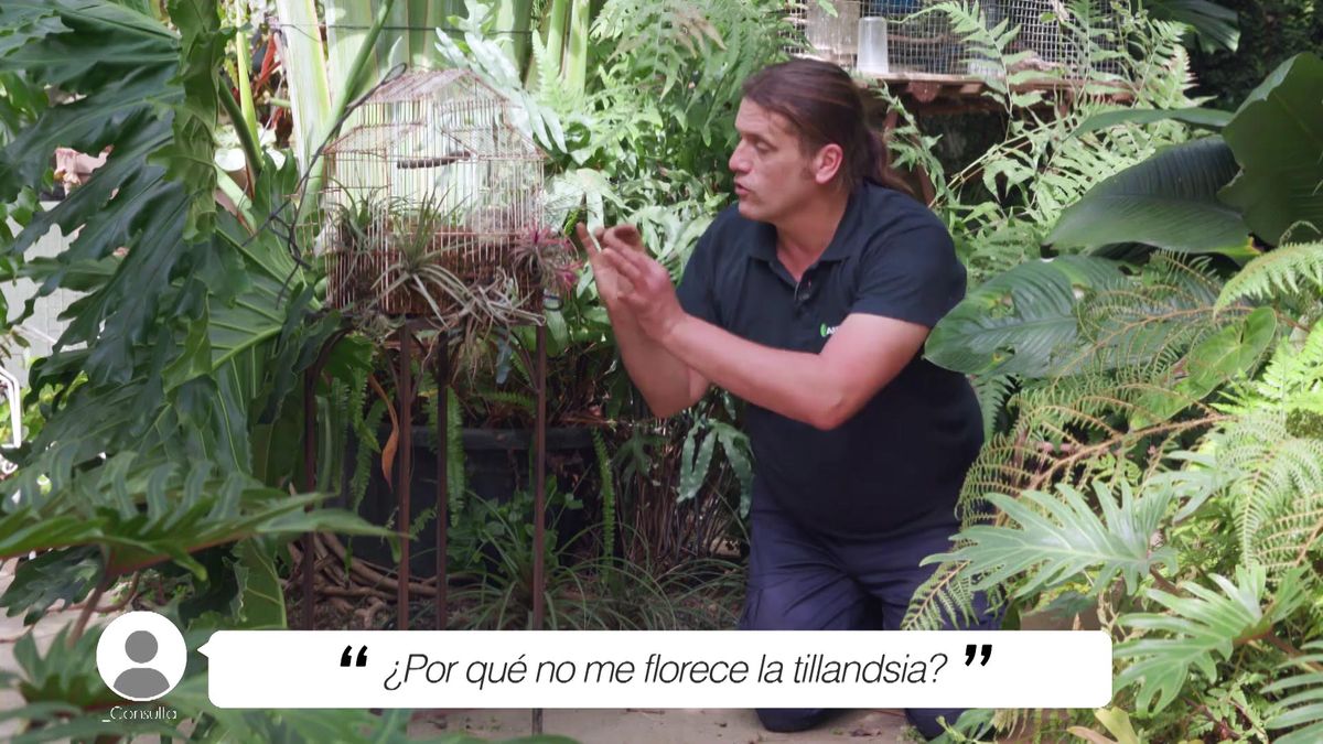 BRICO JARDIN 1002 briconsulta por que no florece la tillandsia