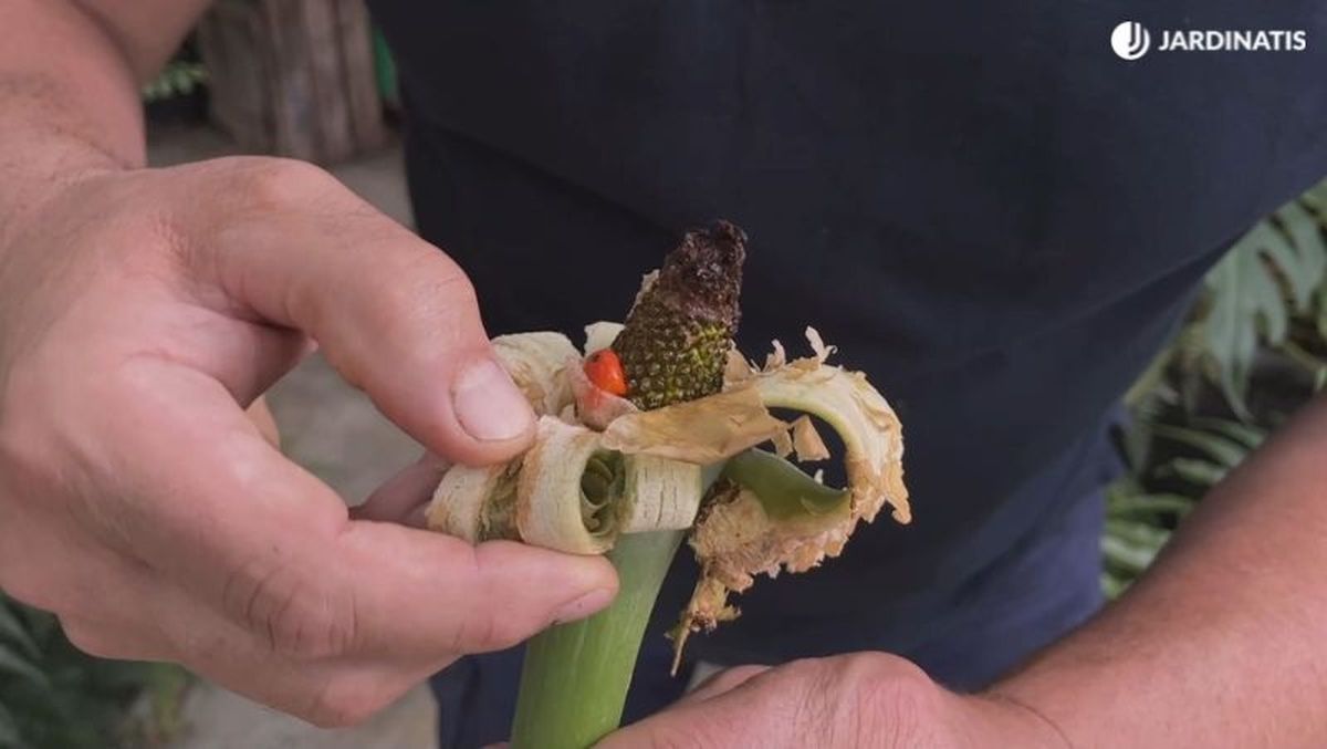 Semillas de la Alocasia macrorrhiza o marquesa