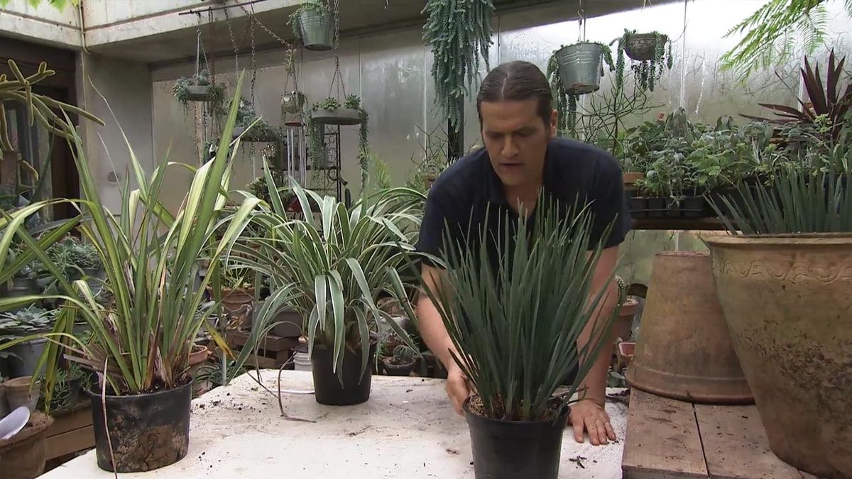 deco 768 jardin Dianella tasmanica little rev