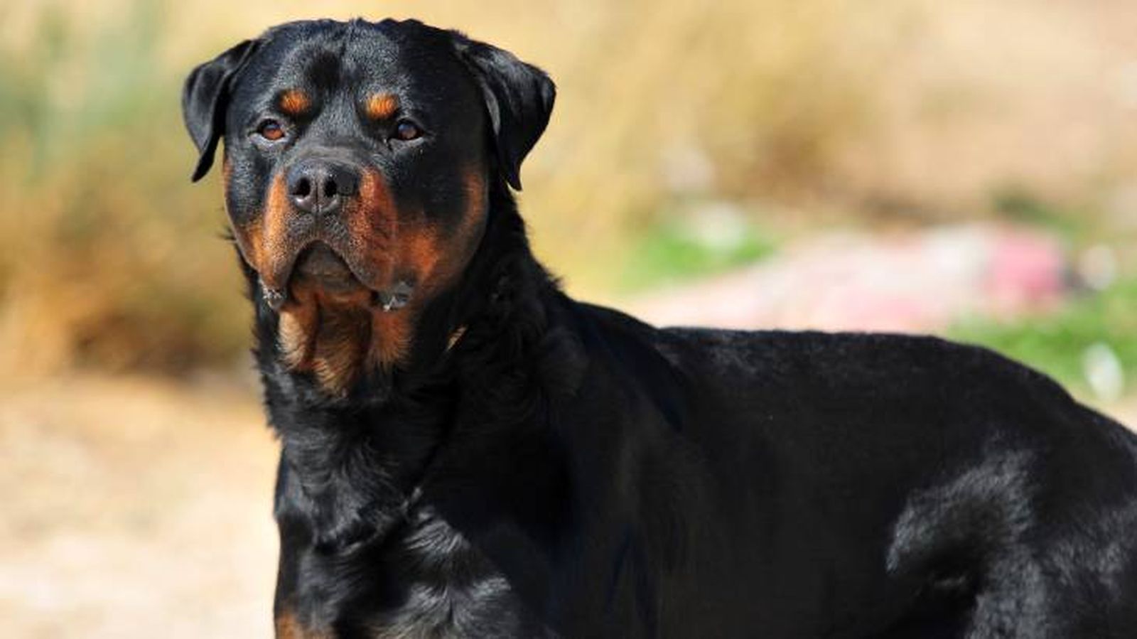 como saber si mi perro es rottweiler comportamiento como saber si mi perro es rottweiler comportamiento