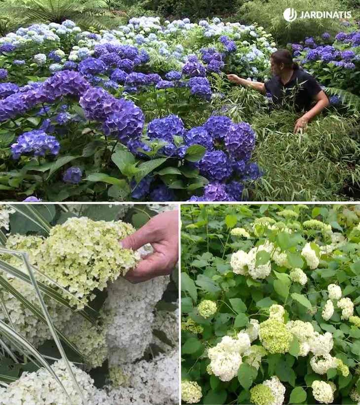Hydrangea macrophylla hydrangea paniculata hydrangea arborescens