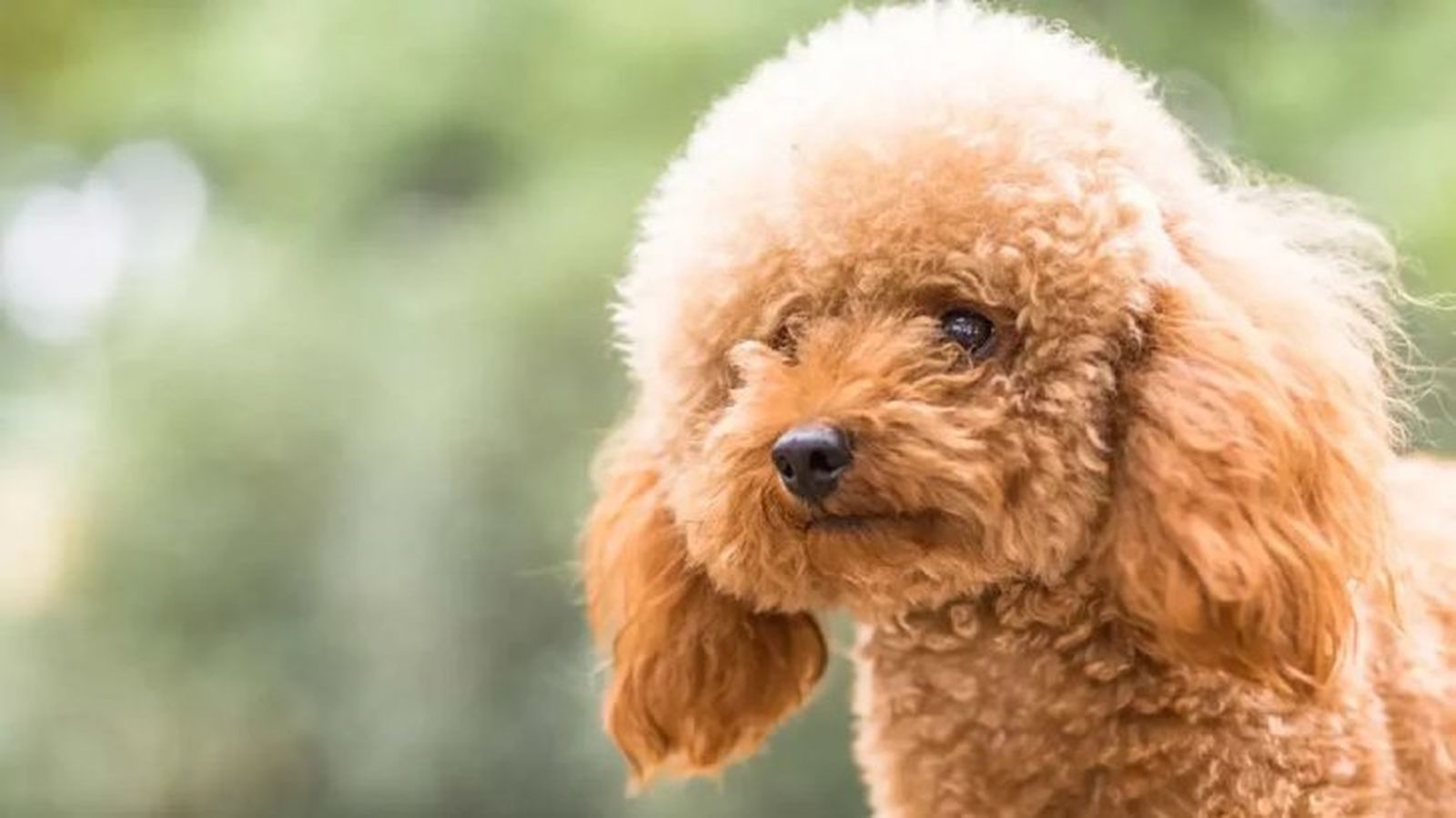 perros mas inteligentes caniche perros mas inteligentes caniche