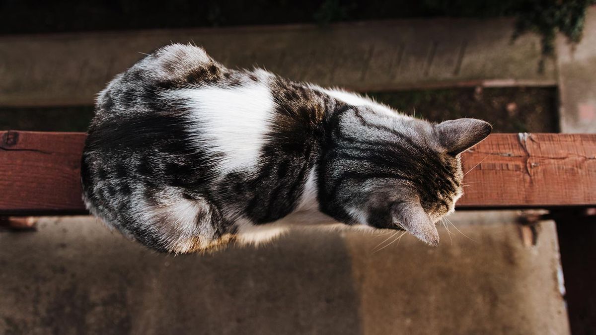 sindrome paracaidas gatos 1