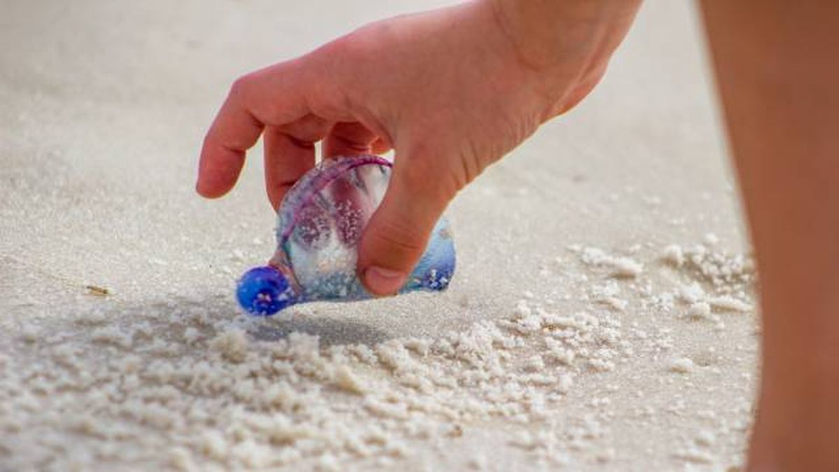 carabela portuguesa donde se ecnuentran playas espana