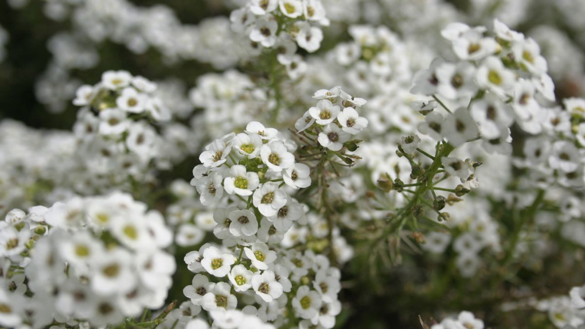Lobularia maritima planta olor agradable