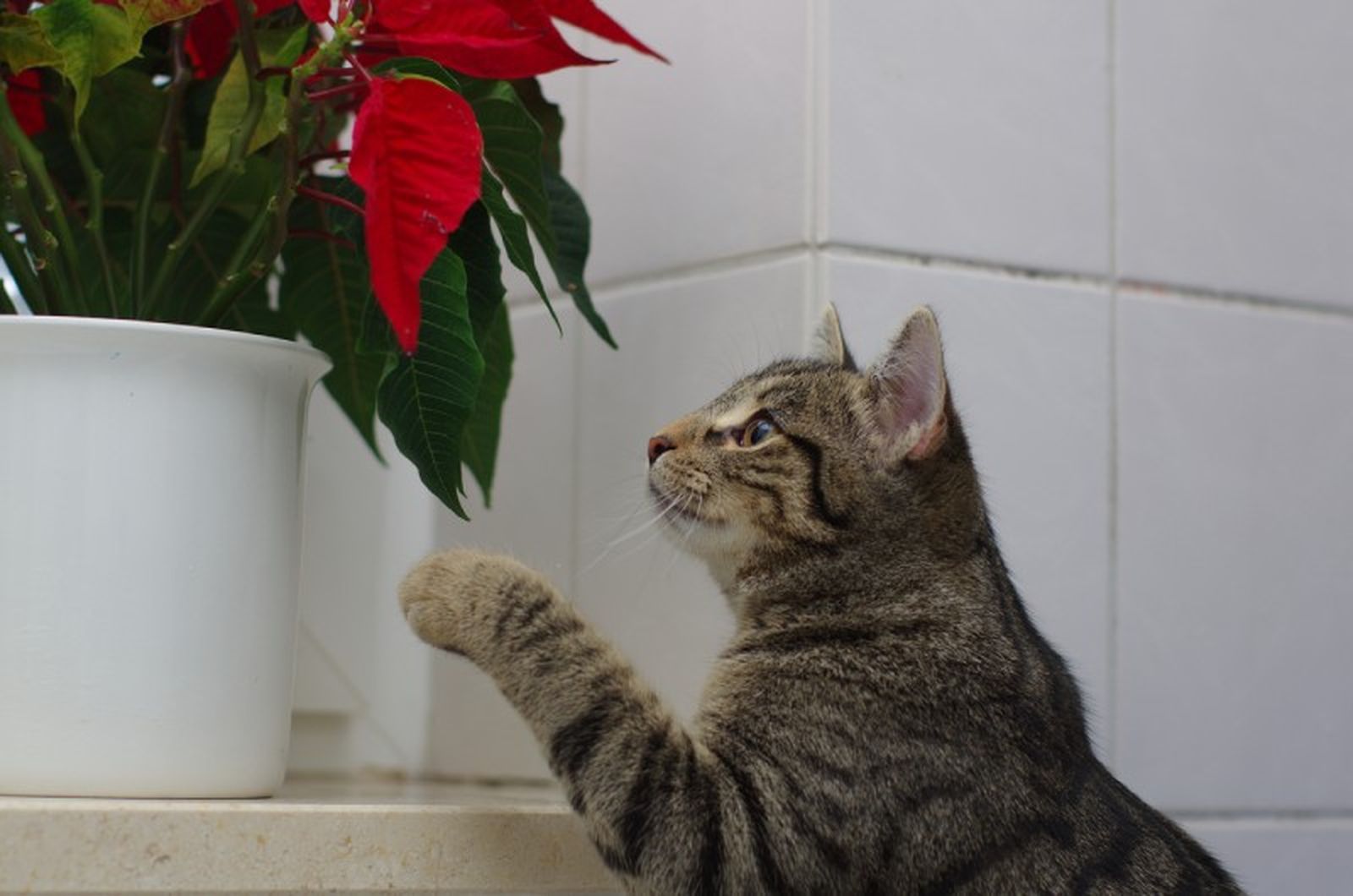 La flor de Pascua es tóxica para los gatos. La flor de Pascua es tóxica para los gatos.