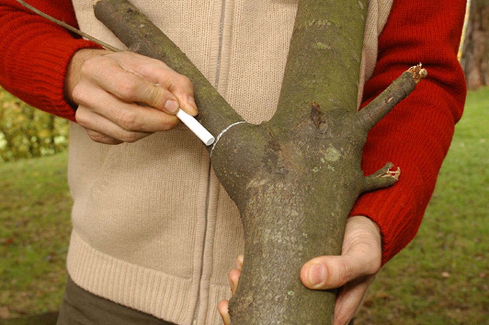 Cómo podar las ramas grandes de un árbol paso 4 Cómo podar las ramas grandes de un árbol paso 4