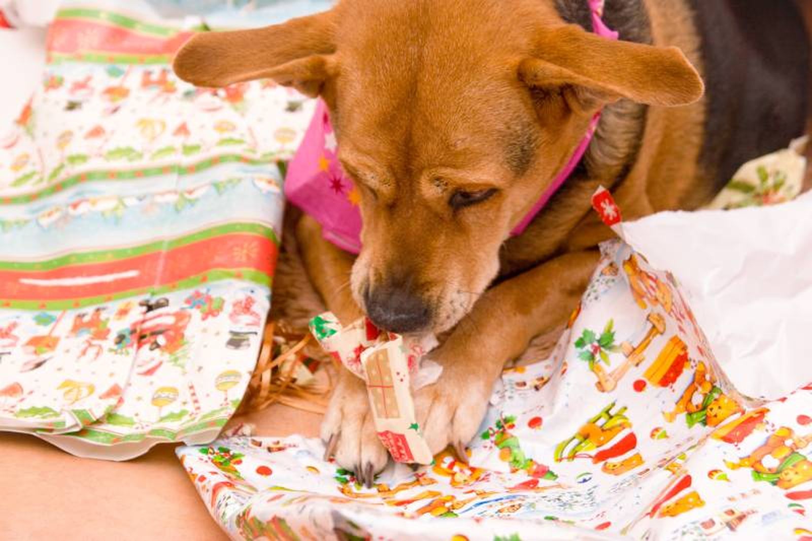 Selecciona un regalo que motive y guste a tu perro para que el entrenamiento sea eficaz.