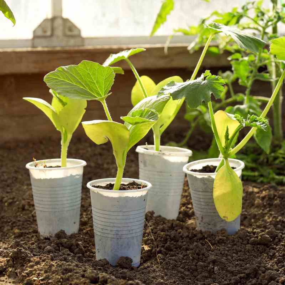 Reutiliza los vasos de plástico como macetas para tus esquejes