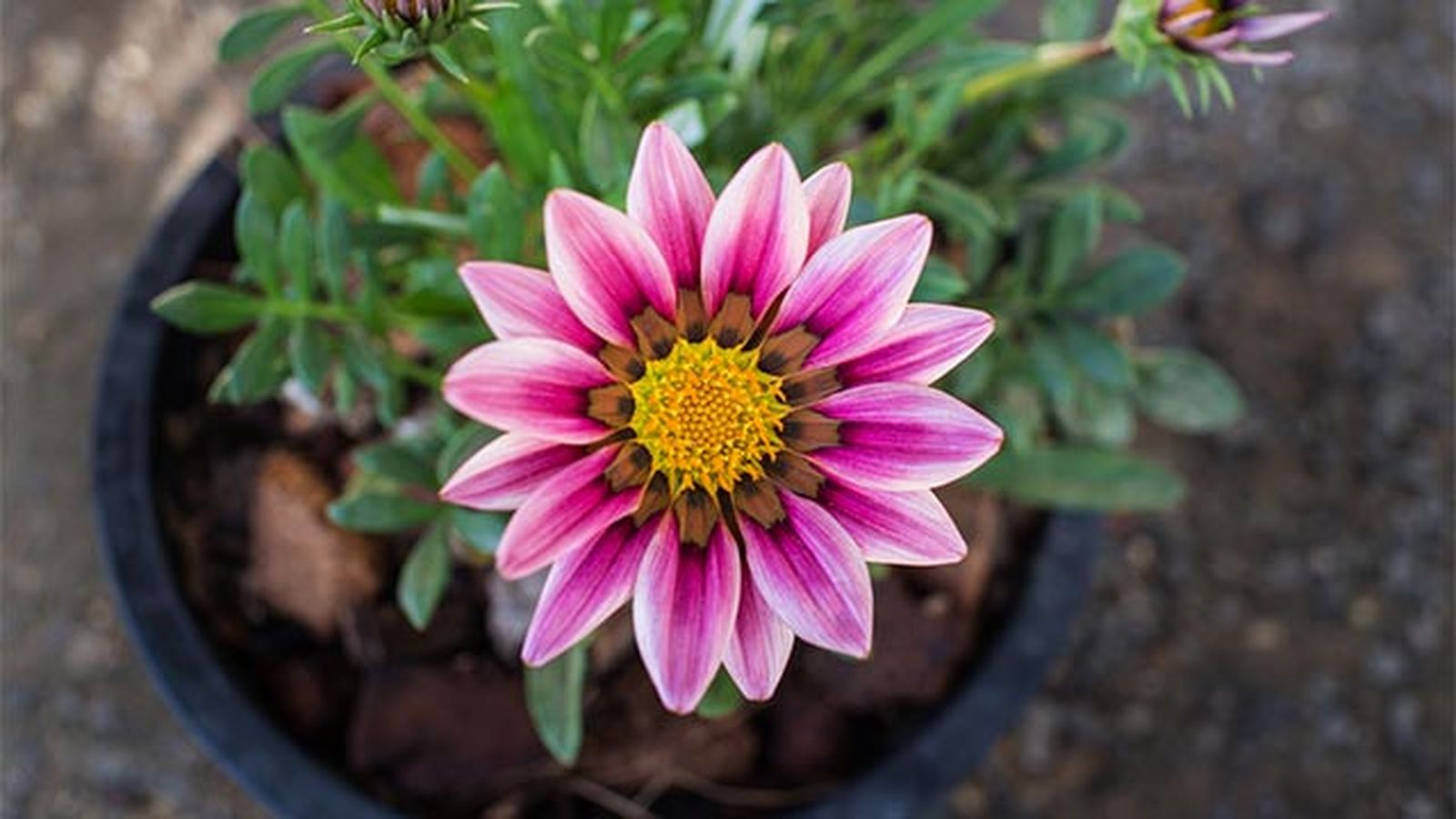 gazania en maceta gazania en maceta