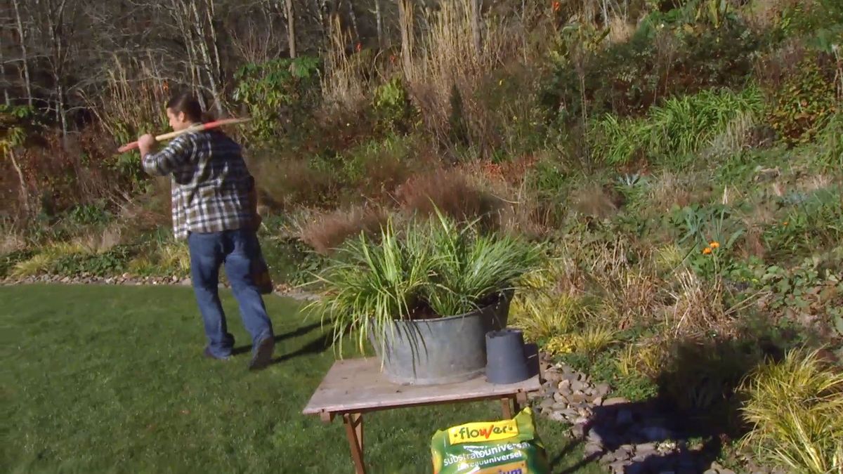 Decogarden 0642 acorus gramineus detalle