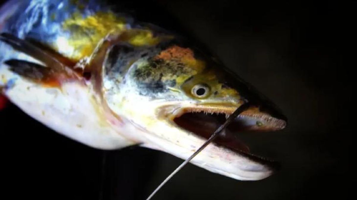 animales que empiezan por w wallago