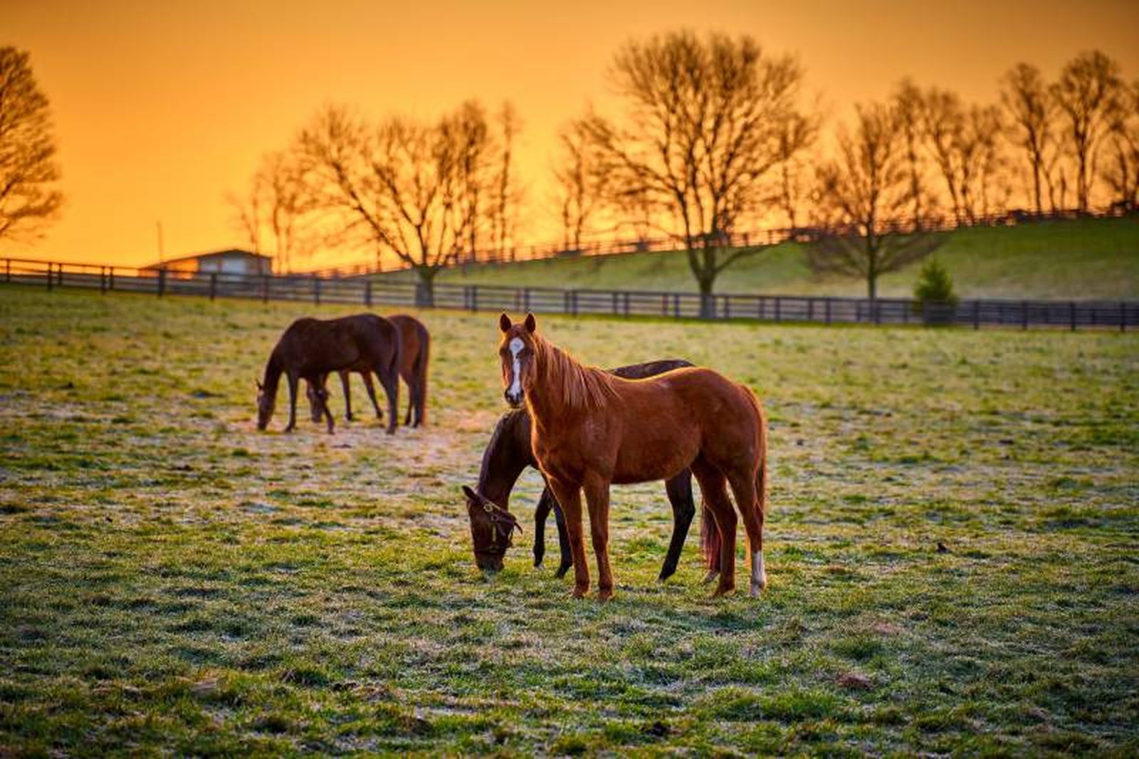 Para ciertas tareas de mantenimiento en la finca, los caballos son ideales. Para ciertas tareas de mantenimiento en la finca, los caballos son ideales.