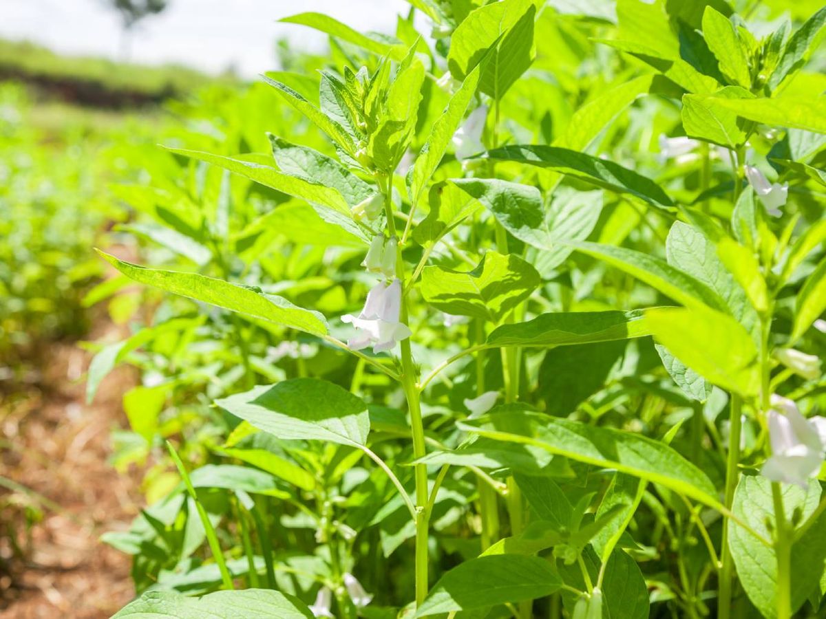 La mejor época para plantar estas semillas es en primavera, cuando el clima es cálido.
