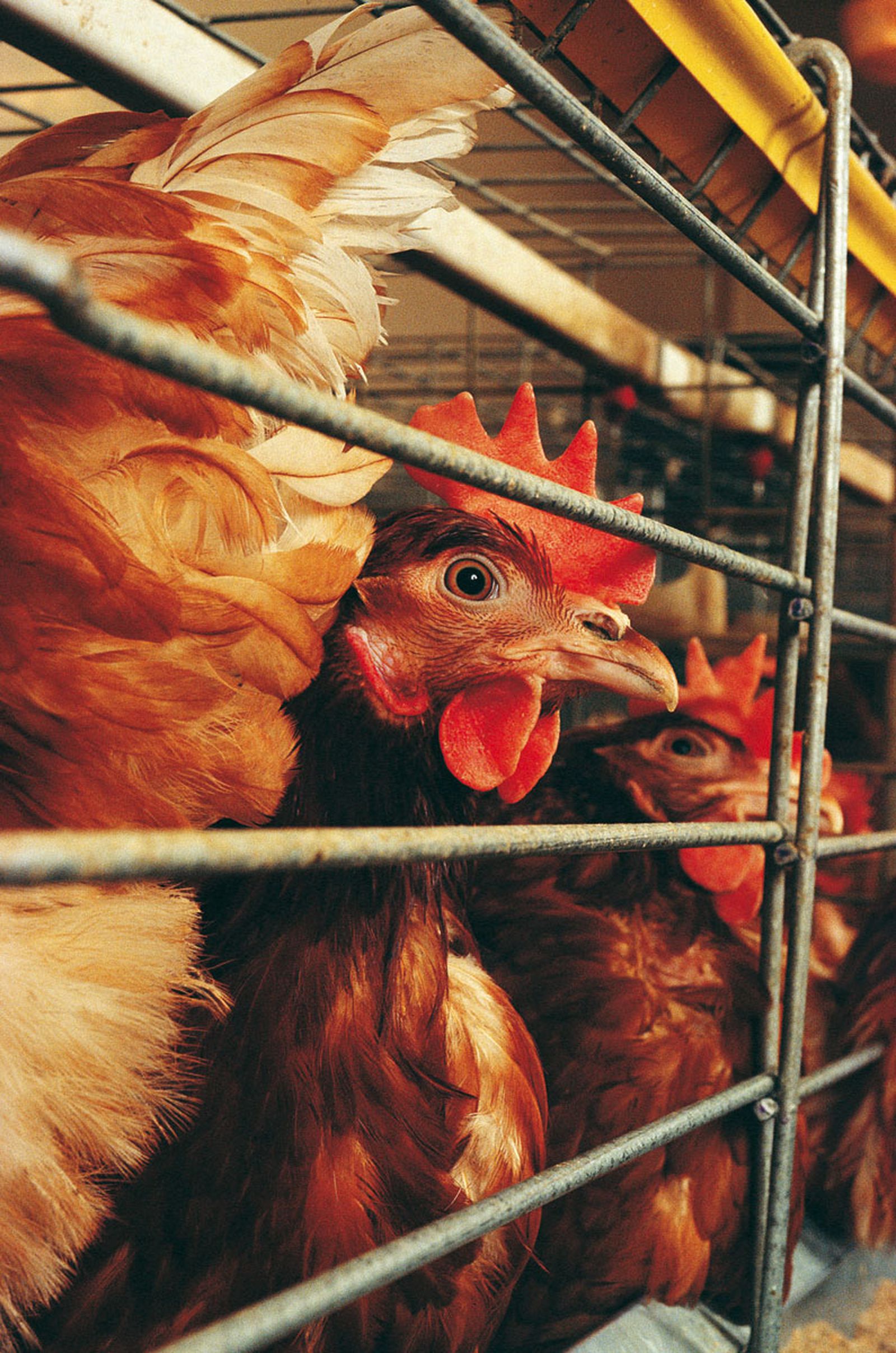gallina ponedora jaula bateria xl gallina ponedora jaula bateria xl
