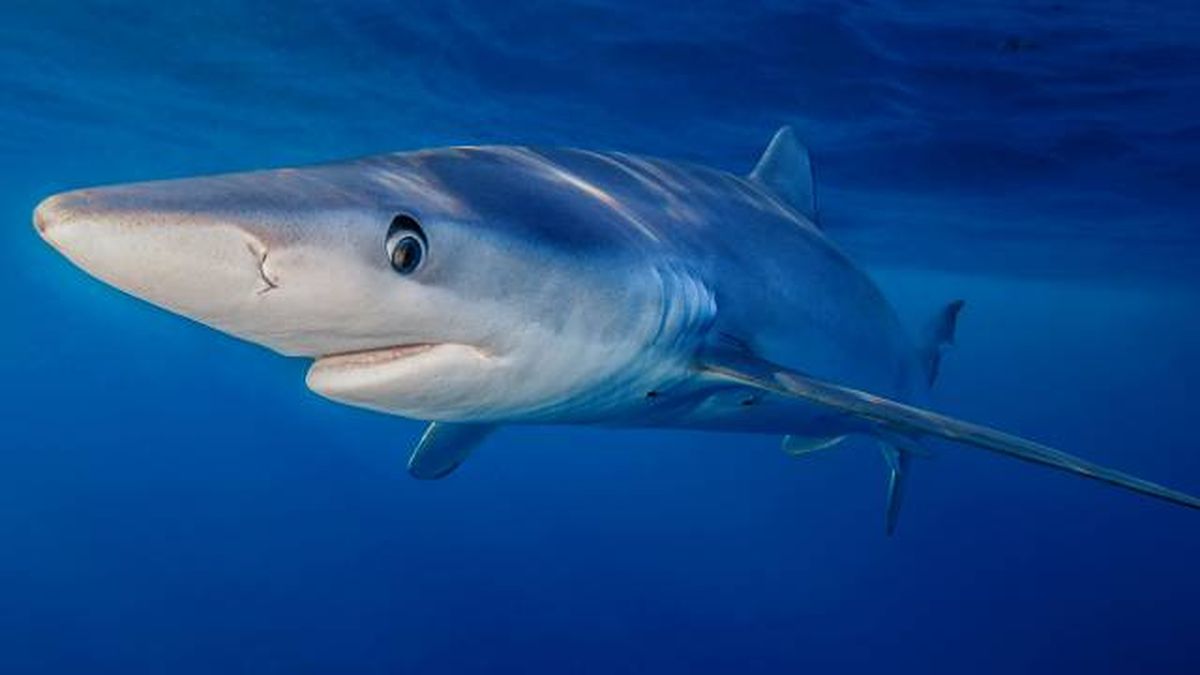 animales marinos visita verano costas espana tintorera tiburon azul