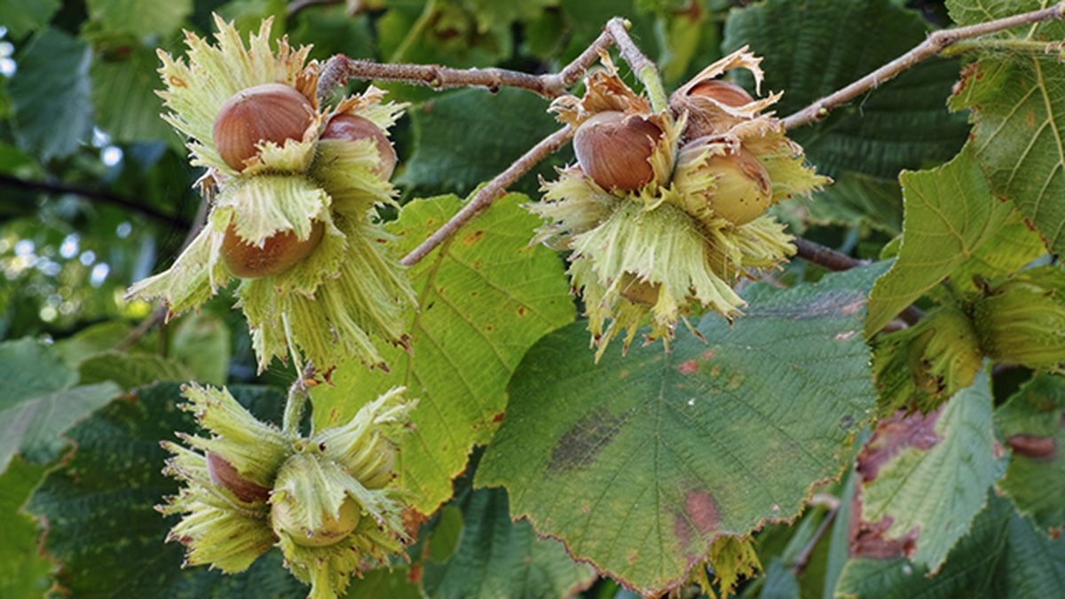 planta avellano comun