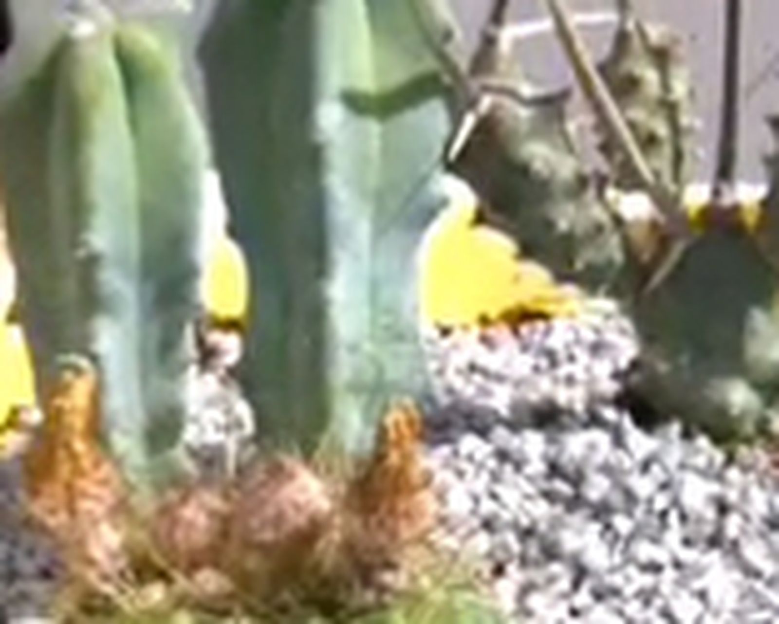 Composicion con cactus paso 6 Composicion con cactus paso 6