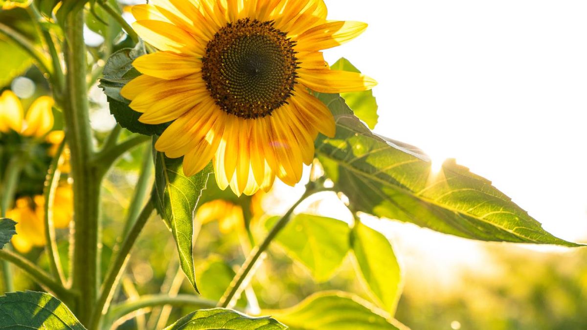 Plantas y árboles que atraen pájaros: Girasol
