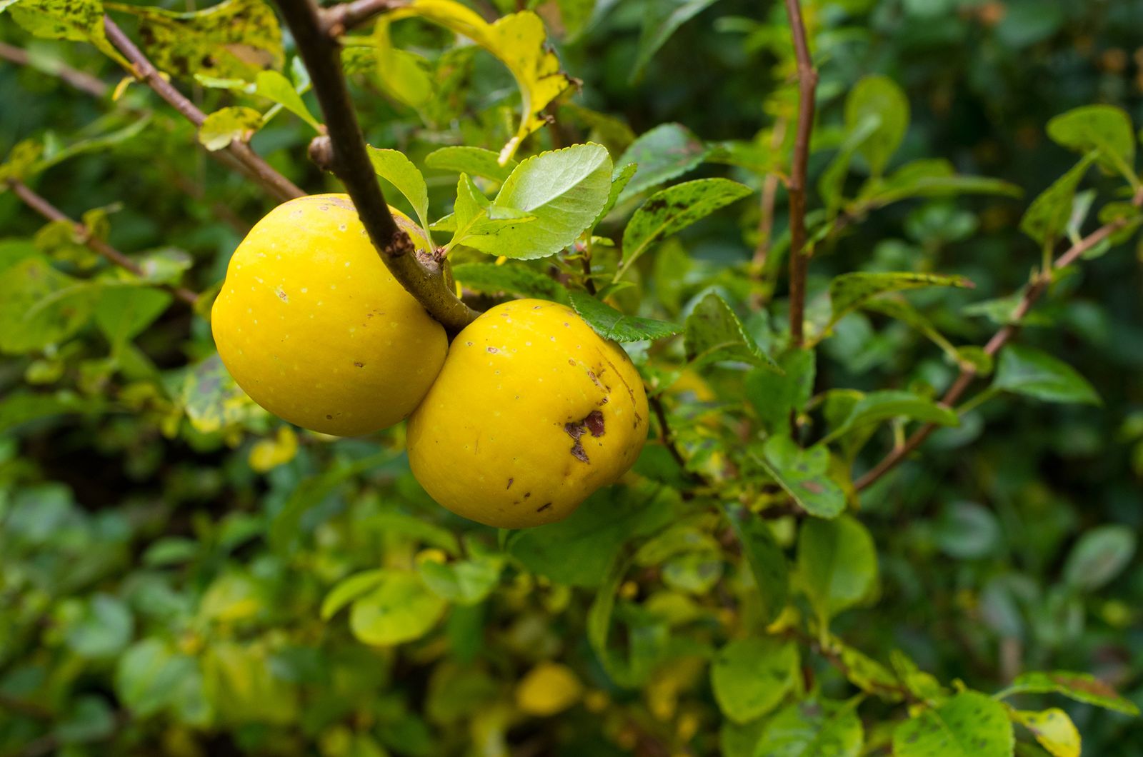 como cultivar membrillo
