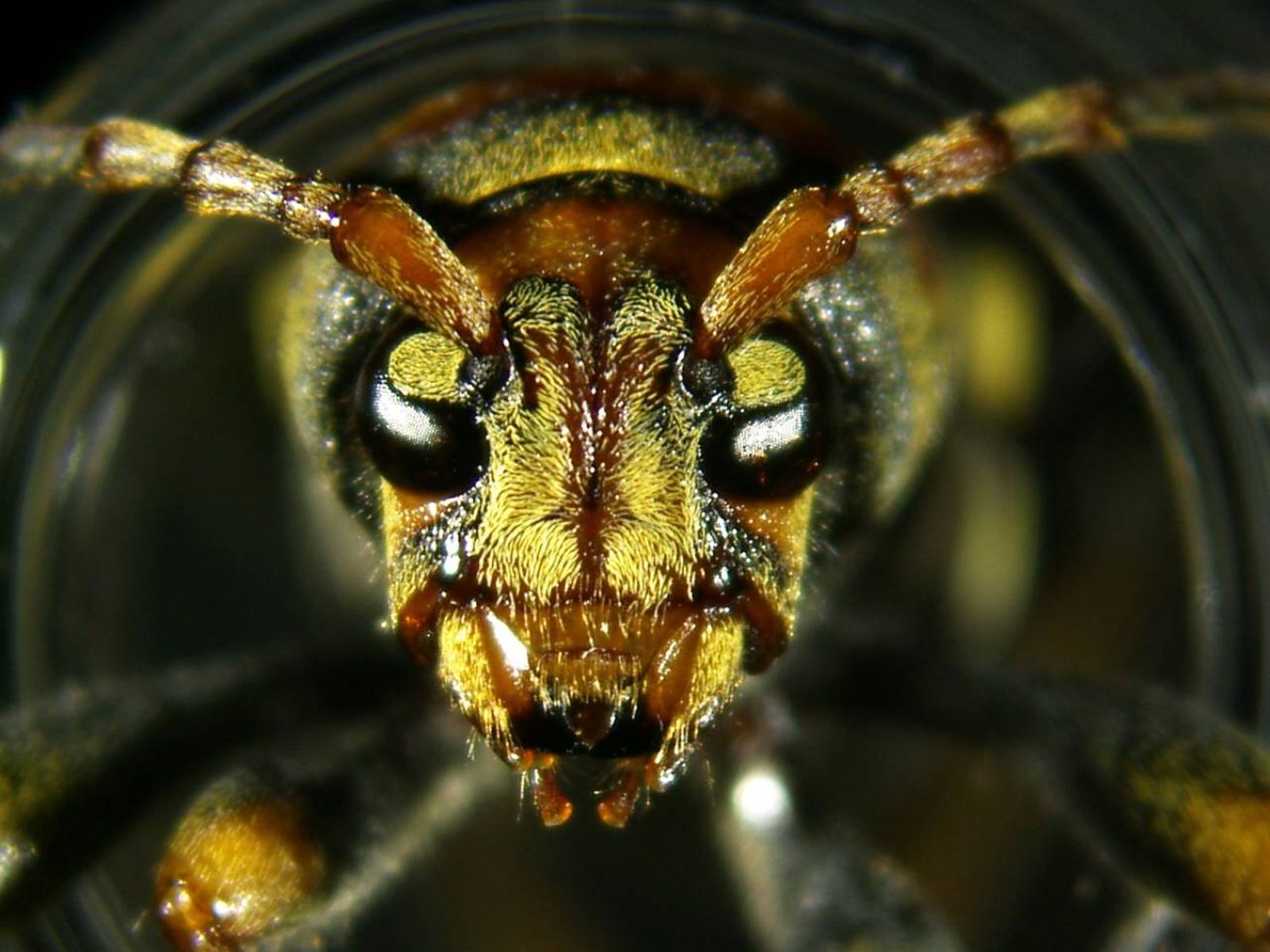 Esta nueva plaga puede afectar a árboles y plantas.