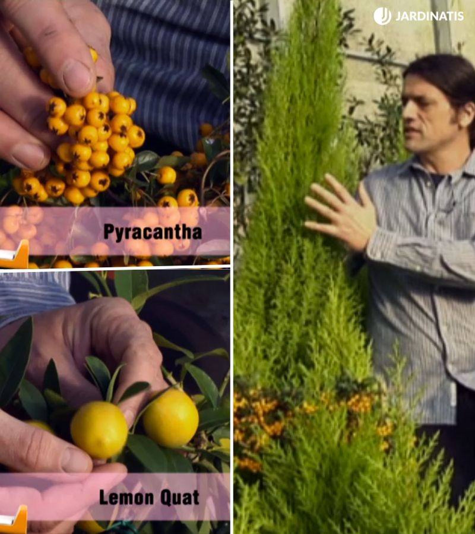Ciprés amarillo junto a Piracantha y Lemon quat Ciprés amarillo junto a Piracantha y Lemon quat