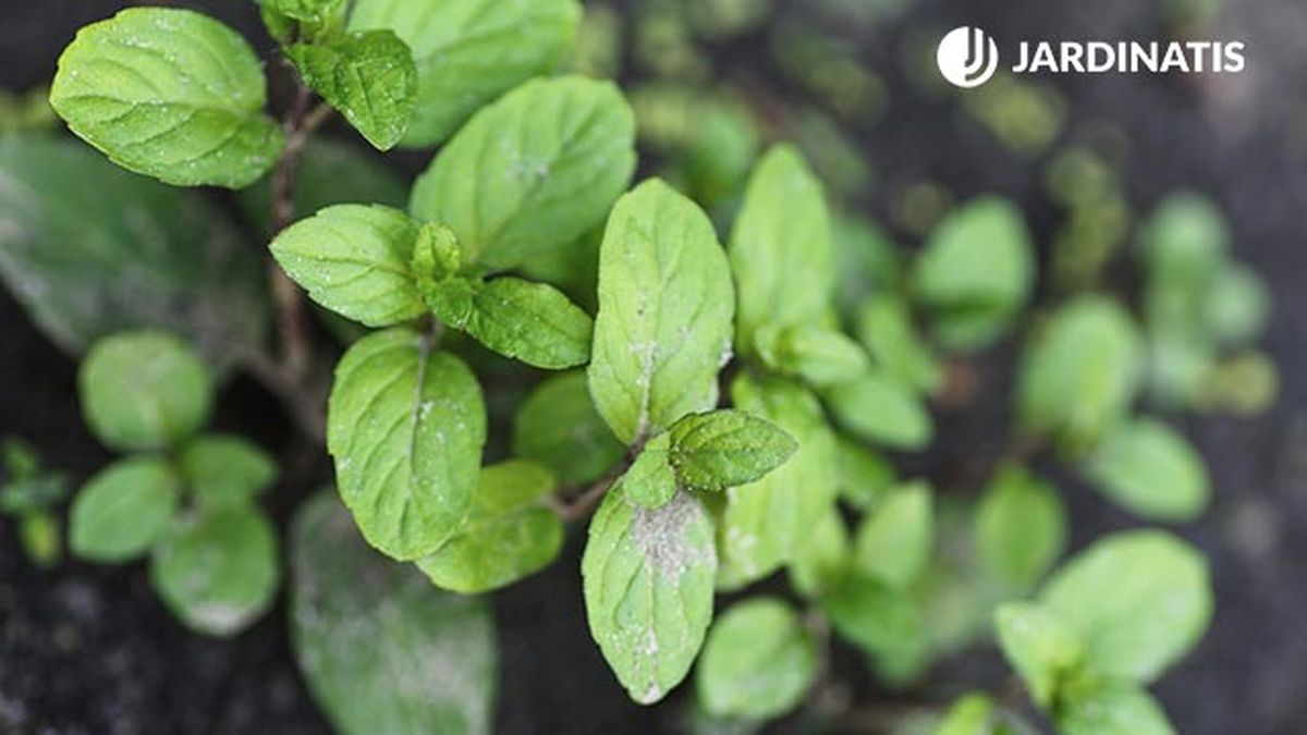 ROJA0024HU10_Cómo reproducir la hierbabuena