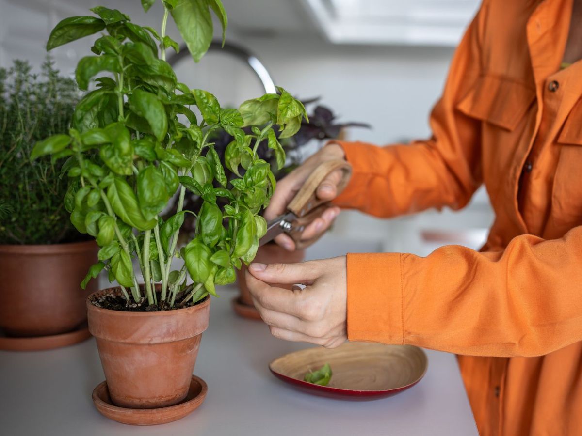 Podar las plantas aromáticas