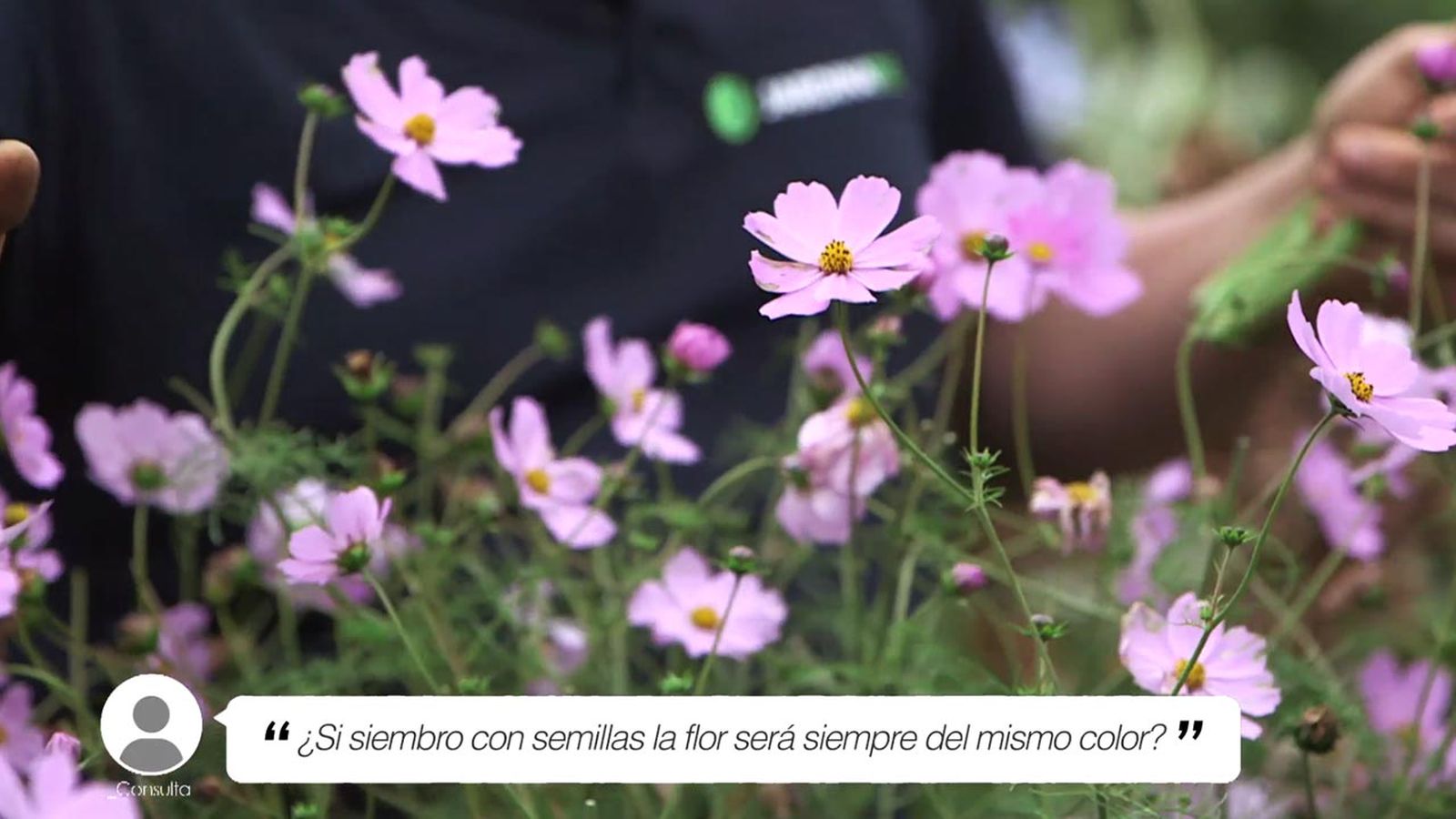 brico 1011 jardin briconsulta si siembro con semillas sale el mismo color xl