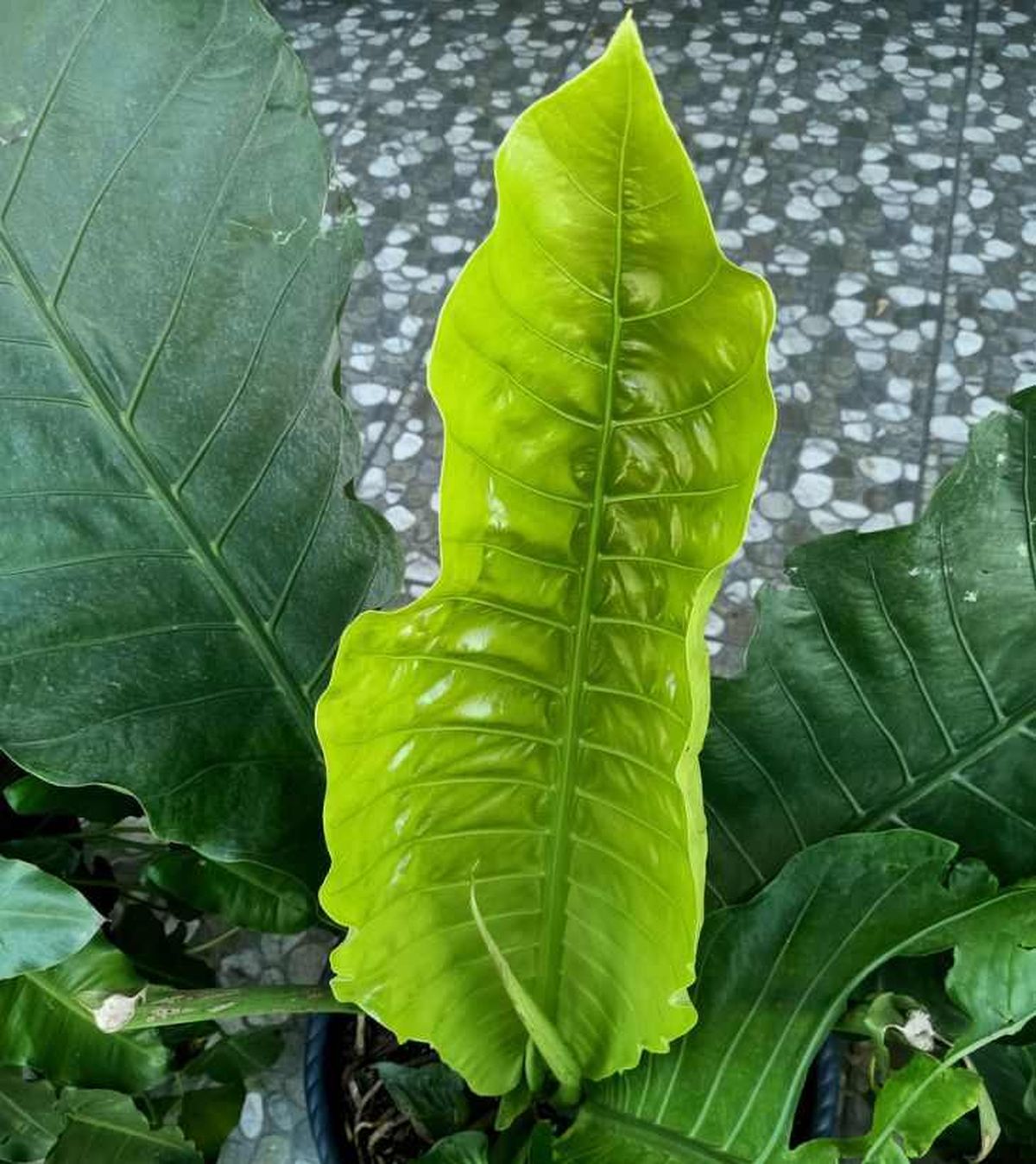 Hoja de anturio gigante