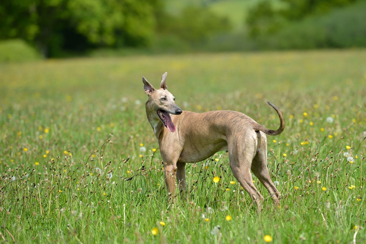 perros ingleses Whippet