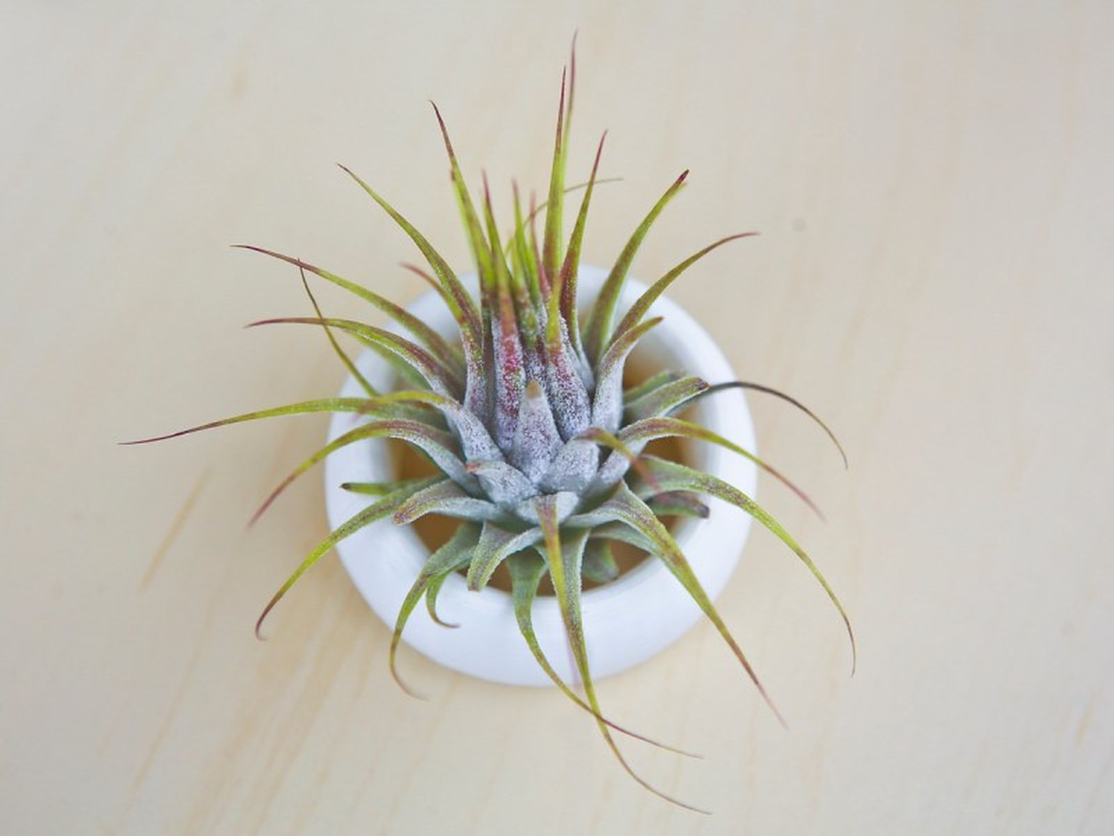 Es una planta muy fácil de cuidar Es una planta muy fácil de cuidar